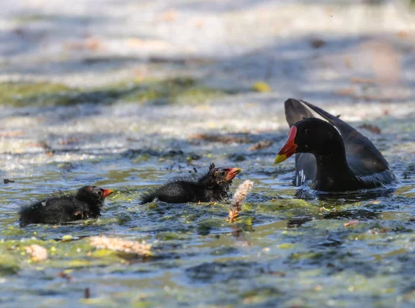 Close Common Blackbird Babies Swimming Messy Pond Sunny Day — Stock fotografie