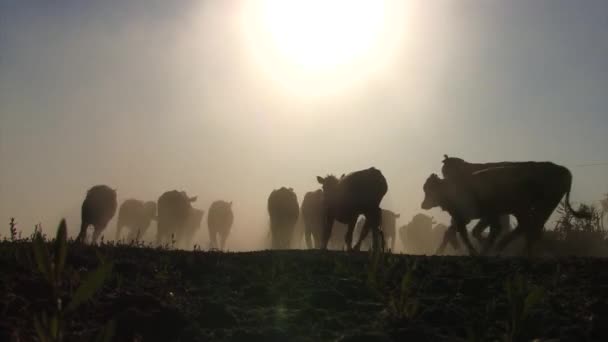 Uma Manada Cavalos Pôr Sol — Vídeo de Stock