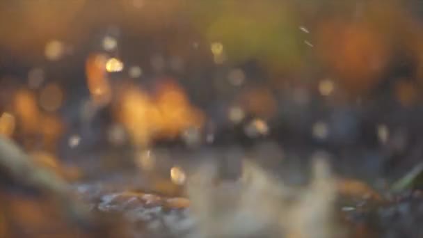 秋天树叶 秋天植物 — 图库视频影像