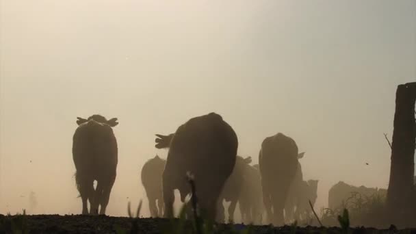 Silhouette Eines Jungen Mannes Auf Einem Feld — Stockvideo