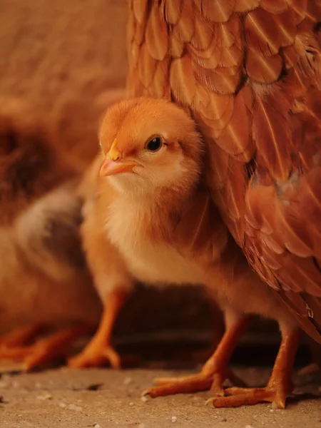 Aranyos Kilátás Kicsi Sárga Kisbabára Csirkék Otthon — Stock Fotó