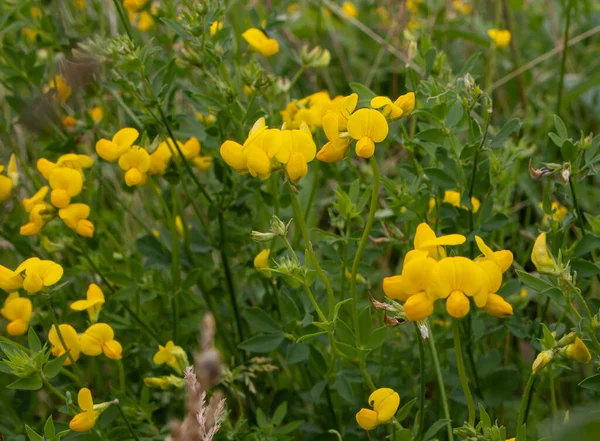 春の日には黄色の花を咲かせるパピリオノイド科の美しい景色 — ストック写真