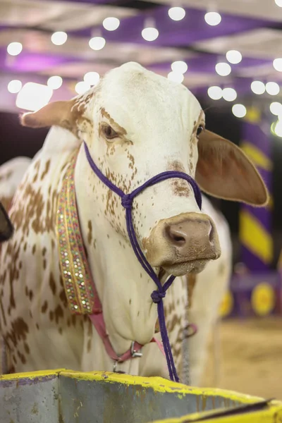 Αγελάδα Που Πρόκειται Σφαγεί Για Qurbani Κατά Τις Ημέρες Του — Φωτογραφία Αρχείου