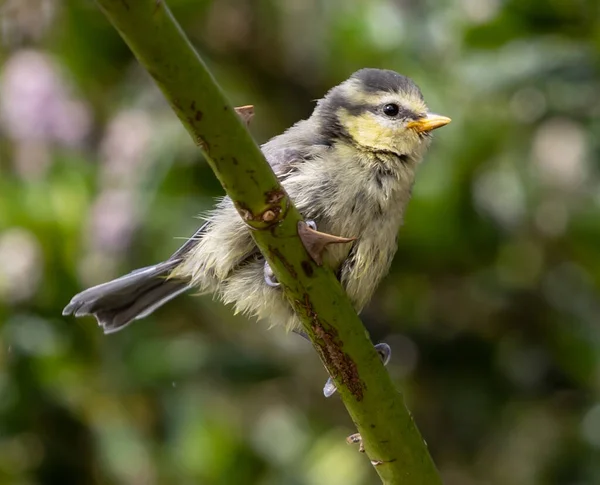 Close Great Tit Colored Bird Standing Green Grass Green Blurred — Stockfoto