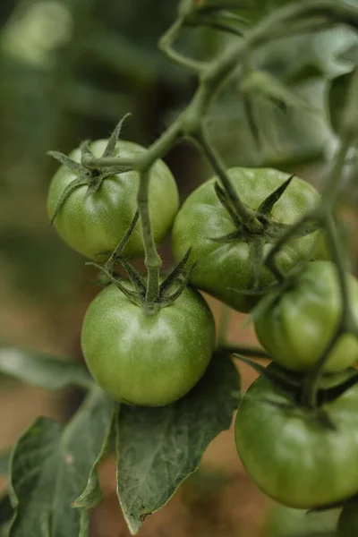 Tiro Close Vertical Tomates Verdes — Fotografia de Stock