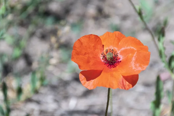 ぼやけた庭の背景に咲くオレンジ色のポピーの花 — ストック写真