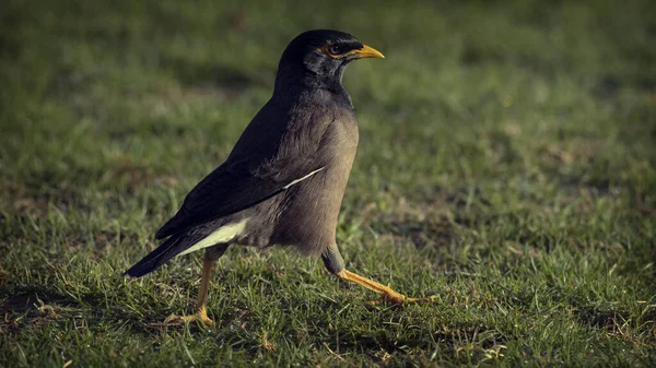 Primer Plano Myna Común Campo Cubierto Vegetación Con Fondo Borroso —  Fotos de Stock