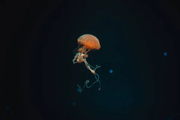 Selective Focus Jellyfish Swimming Jakarta Aquarium Safari Indonesia — Stock Photo, Image