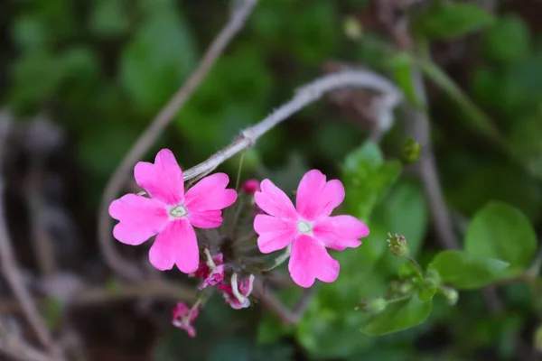 粉红凡尔本那花的选择性聚焦镜头 — 图库照片