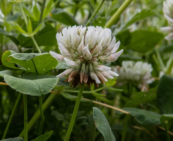 Primer Plano Una Flor Blanca Trébol Búfalo Con Fondo Borroso — Foto de Stock