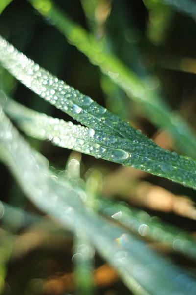 Closeup Shot Dewdrops Grass — Stock Photo, Image
