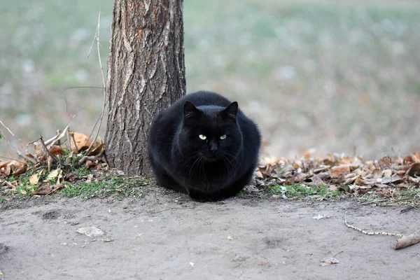 树旁一只黑猫的特写镜头 — 图库照片