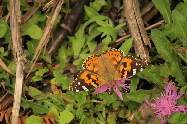 Närbild Målad Dam Fjäril Blommor Ett Fält Solljuset — Stockfoto