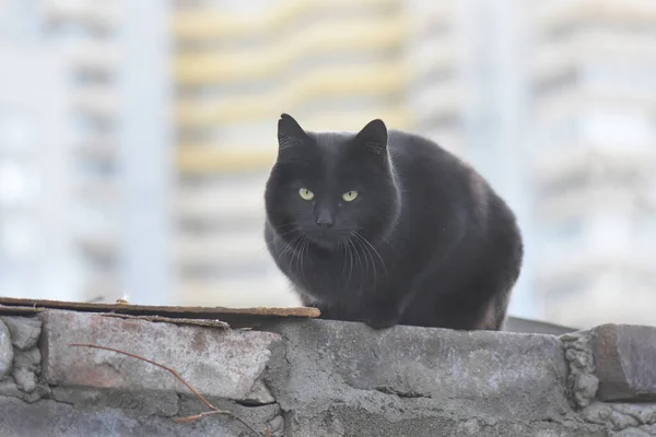 Ένα Κοντινό Πλάνο Μιας Χνουδωτής Μαύρης Γάτας Πράσινα Μάτια — Φωτογραφία Αρχείου