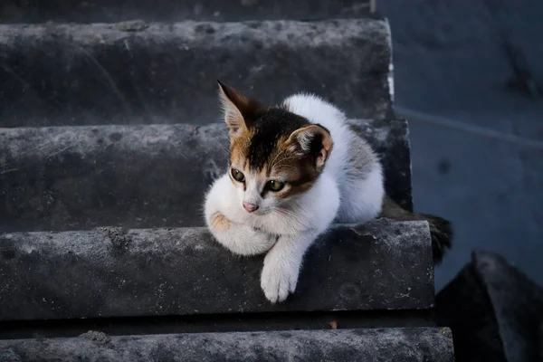 Una Linda Vista Gato Blanco Negro Gris Sentado Las Escaleras — Foto de Stock