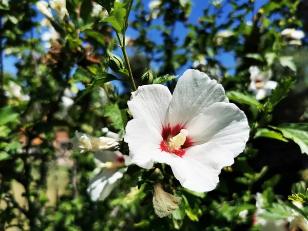 Closeup Shot White Hibiscus Flower — Stock Photo, Image