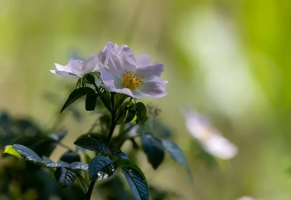 Close White Dog Rose Blurred Background Sunny Day — Stock Photo, Image