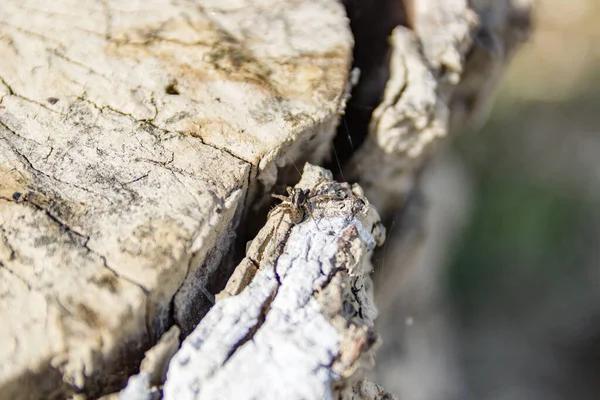 Una Araña Tronco Árbol Bosque — Foto de Stock