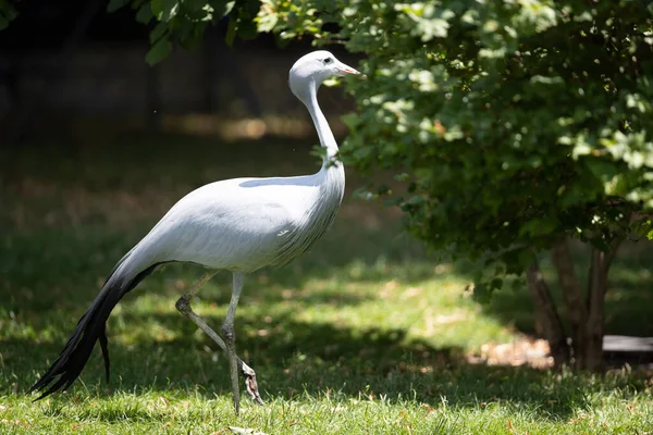 Plan Sélectif Oiseau Exotique Debout Milieu Une Prairie Couverte Herbe — Photo