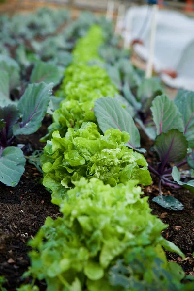 Een Verticaal Shot Van Sla Plantage Een Broeikas — Stockfoto