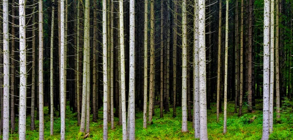 Gros Plan Troncs Pins Dans Forêt — Photo