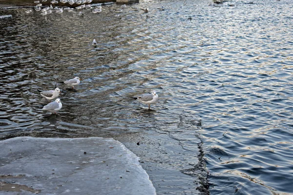 Group Seagulls Gathered Shore — Stock Photo, Image