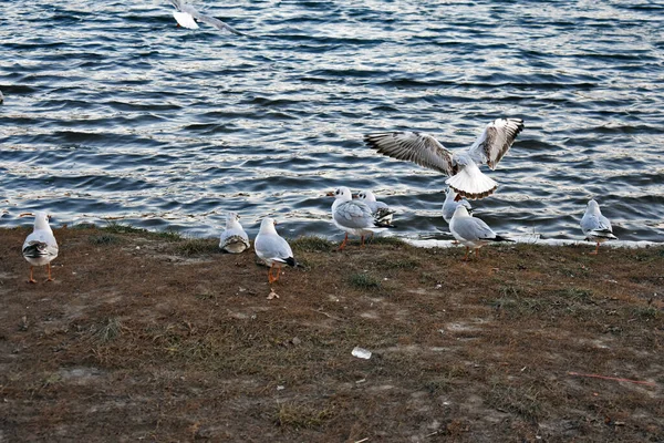 Group Seagulls Gathered Shore — Stock Photo, Image