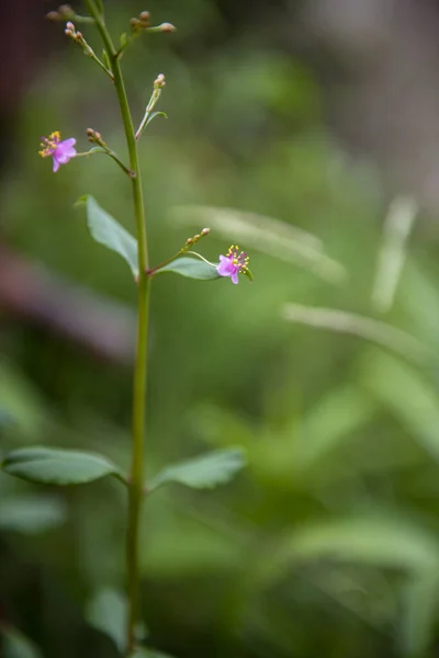 在绿地里一缕粉红色的小花 — 图库照片