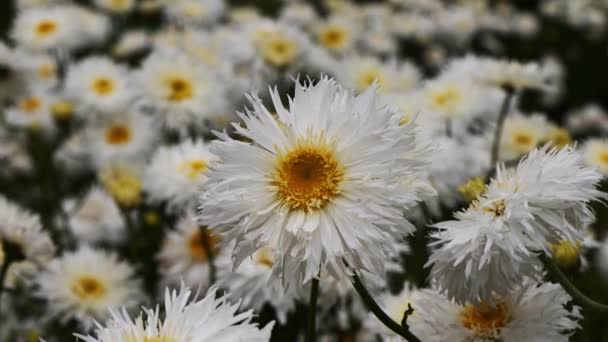 Білі Квіти Саду — стокове відео