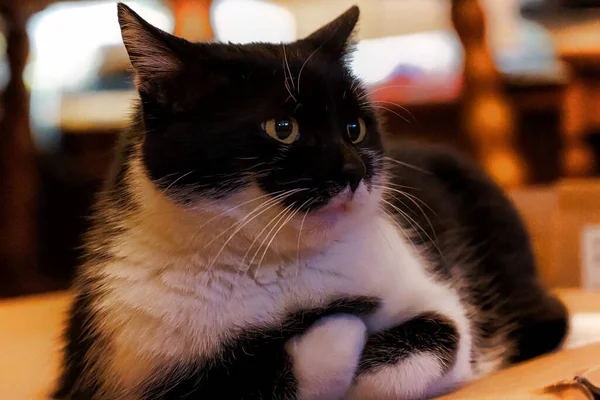 Eine Nahaufnahme Einer Schwarz Weißen Pelzigen Katze — Stockfoto