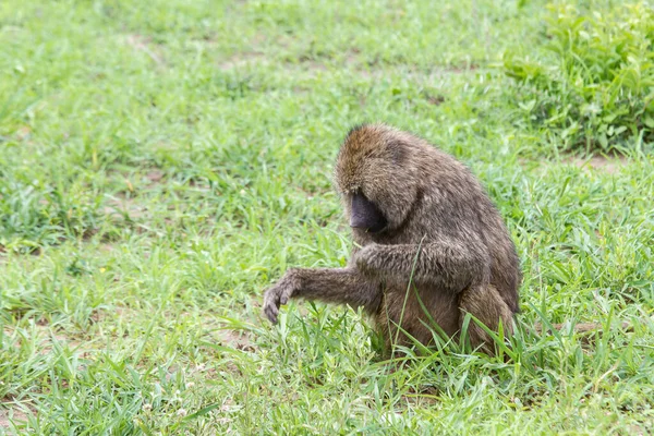 탄자니아의 타랑게 공원에서 있었던 개코원숭이의 — 스톡 사진