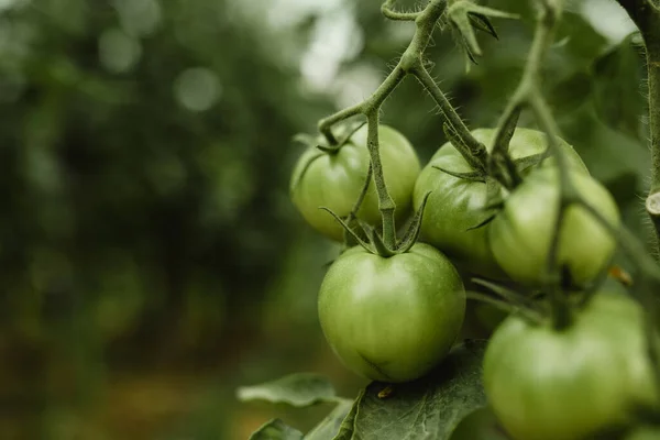 Närbild Bild Gröna Växande Tomater — Stockfoto