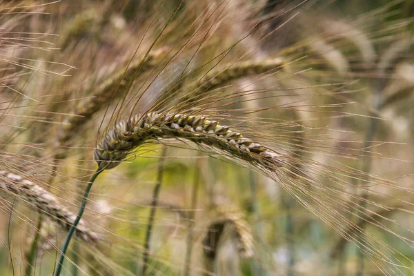 Detailní Záběr Ječných Uší Které Rostou Poli — Stock fotografie