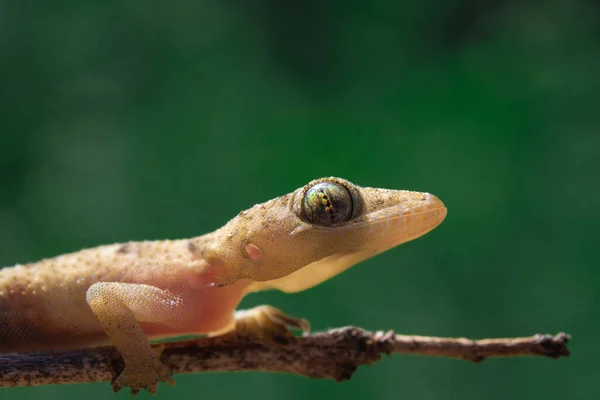 Selective Focus Common House Gecko Small Stick Blurred Background — Stock Photo, Image