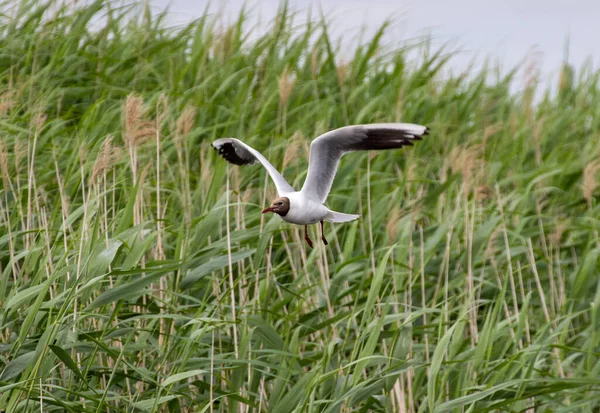 海鸥在草地上飞翔的海鸥 — 图库照片