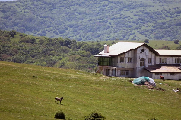 Antiguo Edificio Campo Cubierto Vegetación Con Caballos Pastando Campo — Foto de Stock