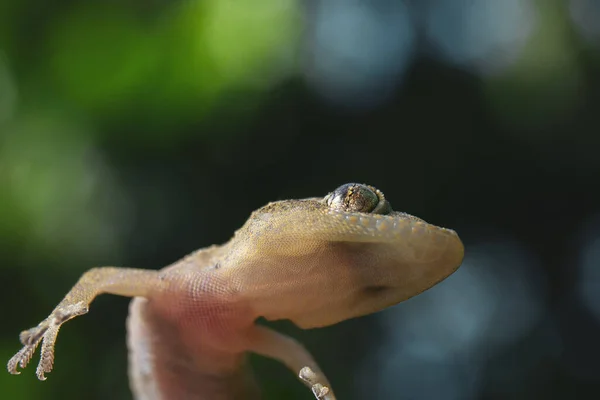 Μια Επιλεκτική Εστίαση Ενός Κοινού Σπιτιού Gecko Και Πάλι Δεν — Φωτογραφία Αρχείου