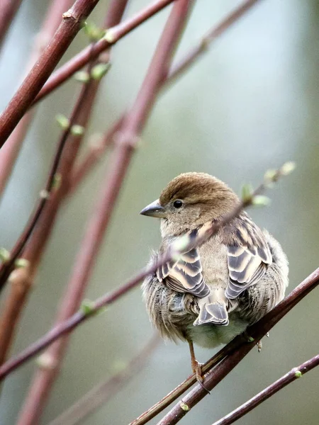 Plan Vertical Moineau Perché Sur Des Branches — Photo