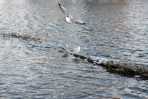 Las Gaviotas Una Roca Medio Congelada Agua —  Fotos de Stock