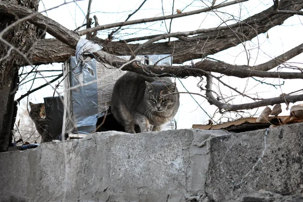 Närbild Två Grå Tabby Katter Nära Låda Utanför — Stockfoto