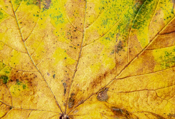 Eine Nahaufnahme Eines Gelben Herbstblattes — Stockfoto