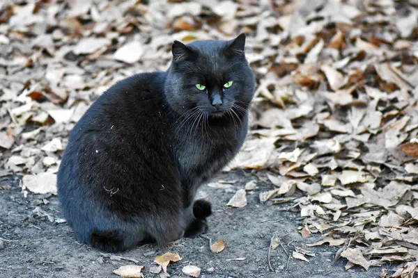 秋の葉で地面に座っている黒い猫のクローズアップ — ストック写真