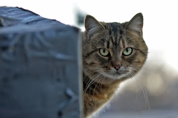 Gros Plan Chat Gris Tabby Regardant Derrière Une Boîte — Photo