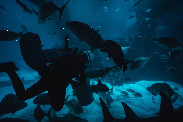 Buceador Alimentando Enormes Peces Dentro Yakarta Aquarium Safari Indonesia —  Fotos de Stock