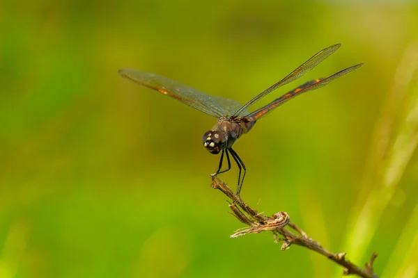 Macro Shot Dragonfly Perching Twig Blurred Background — Stock Photo, Image