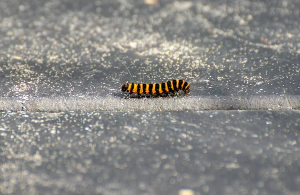 황갈색 애벌레의 클로즈업 — 스톡 사진