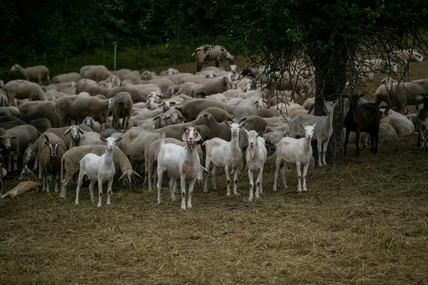 Una Manada Cabras Pastando Prado Cubierto Hierba Bosque —  Fotos de Stock