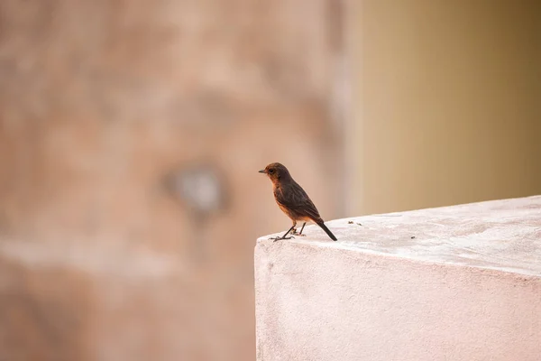 Makroaufnahme Eines Winzigen Vogels Der Auf Dem Stein Auf Verschwommenem — Stockfoto