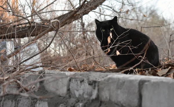 一只毛茸茸的黑猫在户外的特写 — 图库照片
