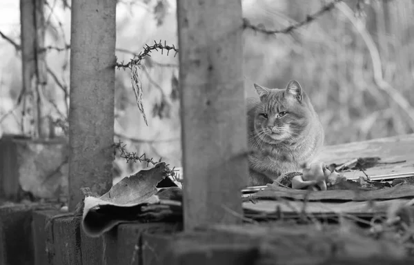 Primer Plano Escala Grises Gato Descansando Cerca Alambres Metálicos Afuera — Foto de Stock